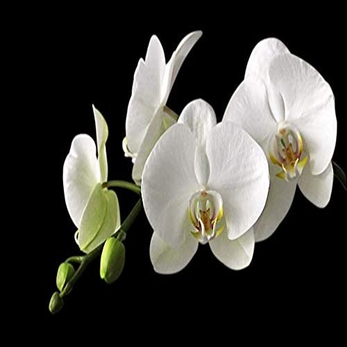 Home Comforts Orchid Orchid Meadow Bloom Blossom White-20 Inch By 30 Inch Laminated Poster With Bright Colors And Vivid Imagery-Fits Perfectly In Many Attractive Frames
