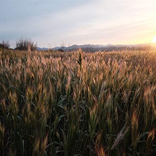 Home Comforts Wheat Field Barley Nature Summer Hops Agriculture-20 Inch By 30 Inch Laminated Poster With Bright Colors And Vivid Imagery-Fits Perfectly In Many Attractive Frames