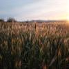 Home Comforts Wheat Field Barley Nature Summer Hops Agriculture-20 Inch By 30 Inch Laminated Poster With Bright Colors And Vivid Imagery-Fits Perfectly In Many Attractive Frames view 1
