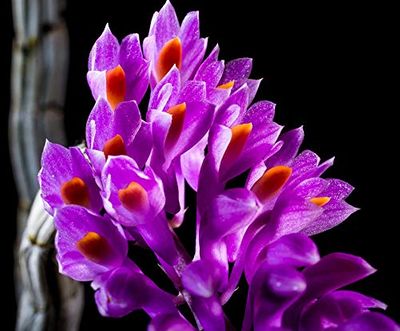 Home Comforts Orchid Wild Orchid Bloom Purple Blossom Flower-20 Inch By 30 Inch Laminated Poster With Bright Colors And Vivid Imagery-Fits Perfectly In Many Attractive Frames