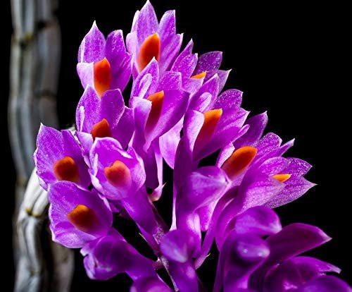 Home Comforts Orchid Wild Orchid Bloom Purple Blossom Flower-20 Inch By 30 Inch Laminated Poster With Bright Colors And Vivid Imagery-Fits Perfectly In Many Attractive Frames