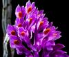 Home Comforts Orchid Wild Orchid Bloom Purple Blossom Flower-20 Inch By 30 Inch Laminated Poster With Bright Colors And Vivid Imagery-Fits Perfectly In Many Attractive Frames view 1
