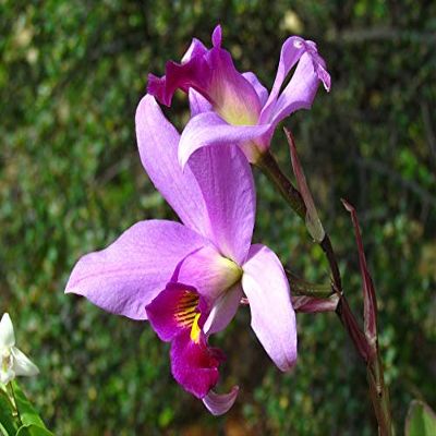 Home Comforts Orchid Orchid Show Fuchsia Petals Nature Bloom-20 Inch By 30 Inch Laminated Poster With Bright Colors And Vivid Imagery-Fits Perfectly In Many Attractive Frames