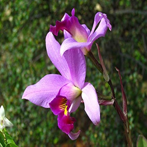 Home Comforts Orchid Orchid Show Fuchsia Petals Nature Bloom-20 Inch By 30 Inch Laminated Poster With Bright Colors And Vivid Imagery-Fits Perfectly In Many Attractive Frames