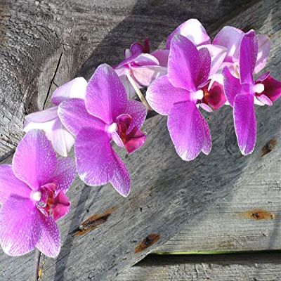 Home Comforts Orchid Flower Flowers Orchids-20 Inch By 30 Inch Laminated Poster With Bright Colors And Vivid Imagery-Fits Perfectly In Many Attractive Frames