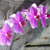 Home Comforts Orchid Flower Flowers Orchids-20 Inch By 30 Inch Laminated Poster With Bright Colors And Vivid Imagery-Fits Perfectly In Many Attractive Frames view 1