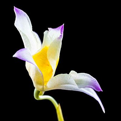 Home Comforts Flower Blossom Orchid Bloom Wild Orchid-20 Inch By 30 Inch Laminated Poster With Bright Colors And Vivid Imagery-Fits Perfectly In Many Attractive Frames