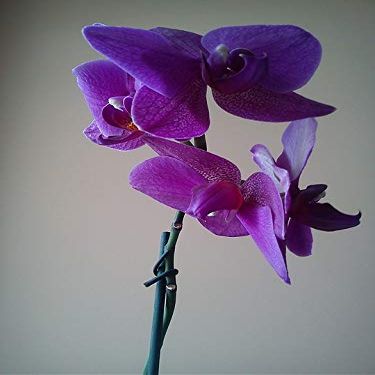 Home Comforts Orchis Blooming Flower Orchid Orchidaceae Juss-20 Inch By 30 Inch Laminated Poster With Bright Colors And Vivid Imagery-Fits Perfectly In Many Attractive Frames