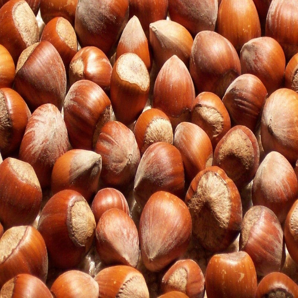 Freshly Harvested American Grown Raw In-shell whole Hazelnuts Filberts Large (1)