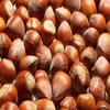 Freshly Harvested American Grown Raw In-shell whole Hazelnuts Filberts Large (1) view 1