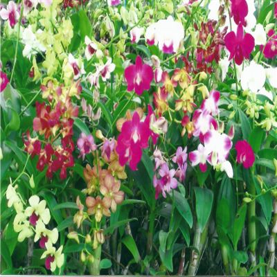 Dendrobium Orchid - 4" Pot - Assorted Colors