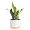 Costa Farms Snake Plant, Live Sansevieria Indoor Houseplant in 4-Inch Decorative Pot, 8-12 Inches Tall, Low Light Air Purifying Succulent, Easy Care Room Decor Gift view 1