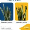 Costa Farms Snake Plant, Live Sansevieria Indoor Houseplant in 4-Inch Decorative Pot, 8-12 Inches Tall, Low Light Air Purifying Succulent, Easy Care Room Decor Gift view 3