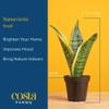 Costa Farms Snake Plant, Live Sansevieria Indoor Houseplant in 4-Inch Decorative Pot, 8-12 Inches Tall, Low Light Air Purifying Succulent, Easy Care Room Decor Gift view 4