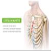 BEIBYE- Upper Back and Headache Pain Relief - treatment for Costochondritis and Tietze Syndromeb-Help Back Stretcher, Posture Corrector view 4