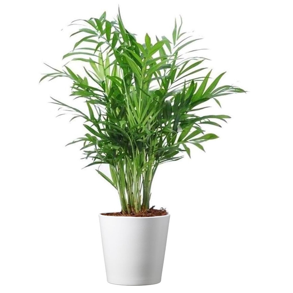 American Plant Exchange Parlor Palm 4-Inch Pot with Cover Live Easy Care Low-Light Indoor Houseplant, Pet-Friendly Tropical Palm for Home, Office, Bedroom & Shelf Dcor