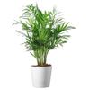 American Plant Exchange Parlor Palm 4-Inch Pot with Cover Live Easy Care Low-Light Indoor Houseplant, Pet-Friendly Tropical Palm for Home, Office, Bedroom & Shelf Dcor view 1