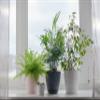 American Plant Exchange Parlor Palm 4-Inch Pot with Cover Live Easy Care Low-Light Indoor Houseplant, Pet-Friendly Tropical Palm for Home, Office, Bedroom & Shelf Dcor view 4