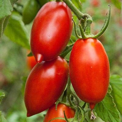 Amish Paste Tomato