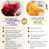 Sea Moss | Purple | Makes 24oz of Gel | Raw + Non GMO | Sundried | WILDCRAFTED view 4