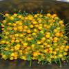 Aji Charapita - Fresh Premium Peppers (200 pc Fresh Pepper in Deco Glass) view 2