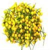 Aji Charapita - Fresh Premium Peppers (200 pc Fresh Pepper in Deco Glass) view 3