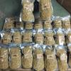 Wild Ginseng Fibrous Root, Ginseng Rootlet, TANGIBLE Benefits - 500 Grams (1.1 Lb.) view 2
