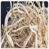 Wild Ginseng Fibrous Root, Ginseng Rootlet, TANGIBLE Benefits - 500 Grams (1.1 Lb.) view 3
