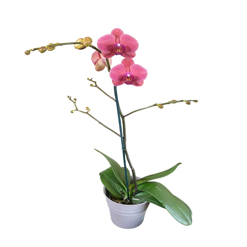 Earthly Orchids Live Orchid Plant - Bubble Gum 1 Spike