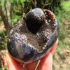 StarStuff.Rocks Mineral, Crystal, and Rock Collection: Authentic Minerals from Africa (Polished Septarian - Dragon Egg) view 2