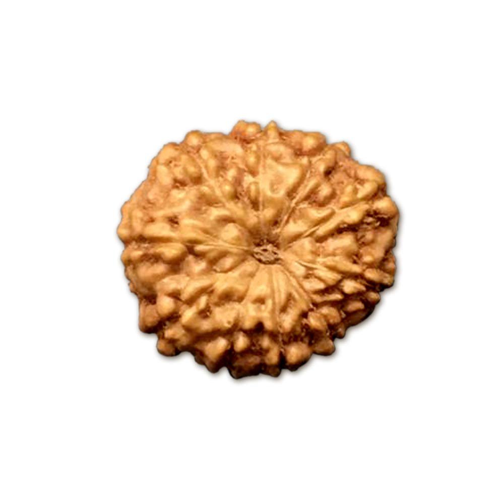 10 Mukhi Indonesia Rudraksha Small 10mm-12mm Lab Certified