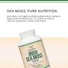Irish Sea Moss Capsules, More Potent Than Sea Moss Gel Extract (180 Count, 1,200mg per Serving) (from Wildcrafted and Raw Chondrus Crispus) Nutrient Rich Superfood High in Minerals by Double Wood view 4