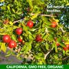 JUJUME | USDA Organic California Grown Jujubes Red Dates | Individually Sorted 3X for QA | High Grade Superfood | Healthy Dried Fruit | Certified All-Natural Non-GMO | 10-pack 6 oz. bags view 4