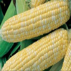 Bulk Corn Seeds - Bilicious Organic Corn Non GMO (50 Lbs)