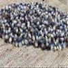 2 lbs Blue Popcorn Seed - Un Popped Kernels for Popping - Large Butterfly Popcorn- Versatile Product, Makes for a Delicious Snack or Family Fun Crafts! Works with Most Poppers. Country Creek LLC view 2