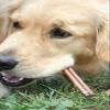6" inch THICK BULLY STICKS Natural Dog Treats Chews view 1