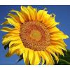 Beautiful Sunflower Mix 8-Kinds view 1