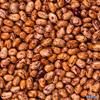 3Alpha Cranberry Beans - 1.1 Pound (Pack of 1) view 4