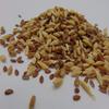 16 oz Sprouting PET Mix - A Tasteful Mix of Wheatgrass, Flax and Barley Seeds. (1 Pound) Seeds for Growing Microgreen Sprouts - Perfect Non GMO Seeds for Your pet! - Country Creek Acres LLC view 1