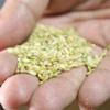 Rice Koji (Dried Malted Rice), 1.1 lbs - for making Shio Koji, Miso, Amazake, Pickles view 4
