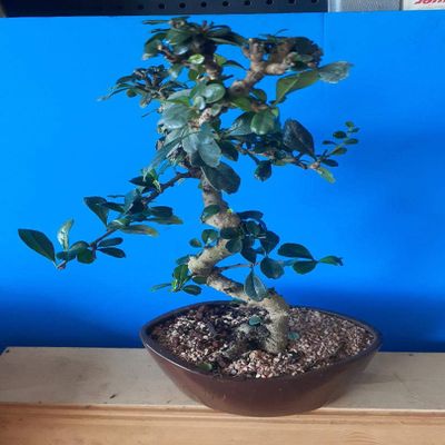 INDOORBONSAIANDEXOTICS Flowering FUKIEN Tea 12YRS Old