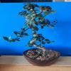 INDOORBONSAIANDEXOTICS Flowering FUKIEN Tea 12YRS Old view 1
