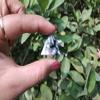Jet Authentic 1 inch Gemstone Merkaba Inspiration Ying Yang Perfection Irritation Desires Purification (Rainbow Moonstone) view 2