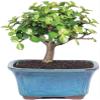 Indoorbonsaiandexotics Variegated Baby Jade Bonsai Tree Beginner view 1