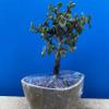 Indoorbonsaiandexotics Variegated Baby Jade Bonsai Tree Beginner view 2