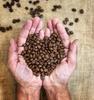 World Traveler Coffee Roasters, Whole Bean Coffee, Medium Roast, 12 Ounce. (Ethiopia Guji) view 4