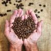 World Traveler Coffee Roasters, Whole Bean Coffee, Medium Roast, 12 Ounce (Guatemala) view 3