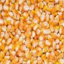 BSD Organics Dried Corn/Corn/makee ke aate ka paudar/Cholam (200grams/7Ounce)