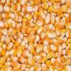 BSD Organics Dried Corn/Corn/makee ke aate ka paudar/Cholam (200grams/7Ounce) view 1