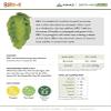 BRU-1 (USA) Hop Pellets 2 oz The Pineapple Punch - Hard to Find "Lupulin Unobtainium" view 4